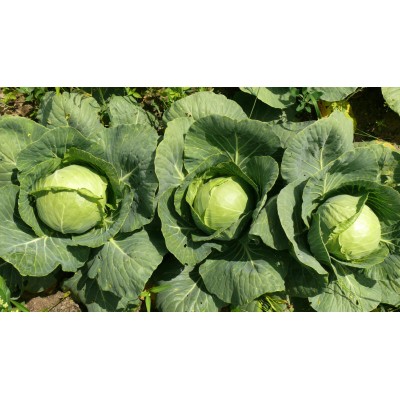 Семена капусты белокочанной Пасадена F1 (53-58 дней), 2500 сем. Lark Seeds